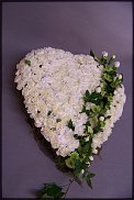 www.floristic.ru - .    -  2012 