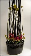 www.floristic.ru - .       ...