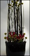 www.floristic.ru - .       ...