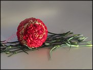 www.floristic.ru - .    -  2012 