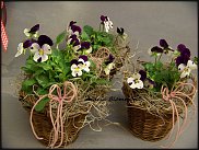 www.floristic.ru - .       ...