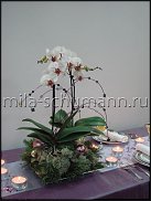 www.floristic.ru - .  . Mila Shumann.