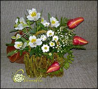 www.floristic.ru - . ,  .