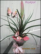 www.floristic.ru - .  