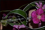 www.floristic.ru - .  ˨   .