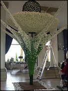 www.floristic.ru - . Stef Adriaenssens