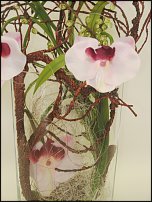 www.floristic.ru - .      .