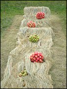 www.floristic.ru - . Land Art