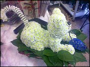 www.floristic.ru - .   ....