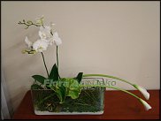 www.floristic.ru - .   .