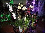 www.floristic.ru - .       - ?