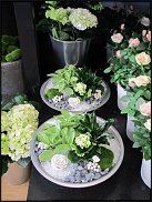 www.floristic.ru - .   .