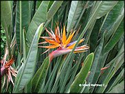 www.floristic.ru - . (Strelitzia)