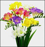 www.floristic.ru - . Freesia - 