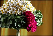 www.floristic.ru - .      