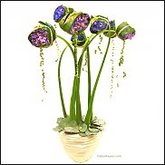 www.floristic.ru - .      