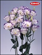 www.floristic.ru - .  (Eustoma)