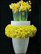 www.floristic.ru - .  