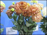 www.floristic.ru - .  (Eustoma)