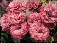 www.floristic.ru - .  (Eustoma)