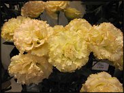 www.floristic.ru - .  (Eustoma)