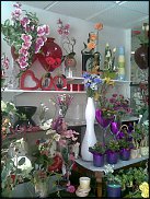 www.floristic.ru - .       - ?