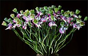 www.floristic.ru - . 