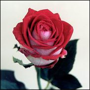 www.floristic.ru - Флористика. Роза