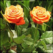 www.floristic.ru - . 