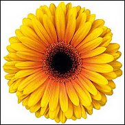 www.floristic.ru - . Gerbera - 