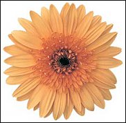 www.floristic.ru - . Gerbera - 