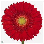 www.floristic.ru - . Gerbera - 