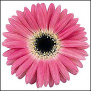 www.floristic.ru - . Gerbera - 