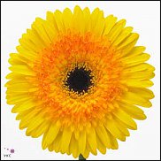 www.floristic.ru - . Gerbera - 