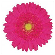 www.floristic.ru - . Gerbera - 