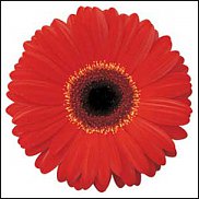 www.floristic.ru - . Gerbera - 