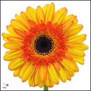 www.floristic.ru - . Gerbera - 