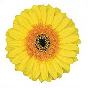 www.floristic.ru - . Gerbera - 