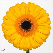 www.floristic.ru - . Gerbera - 