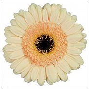 www.floristic.ru - . Gerbera - 