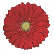 www.floristic.ru - . Gerbera - 