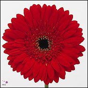 www.floristic.ru - . Gerbera - 