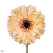 www.floristic.ru - . Gerbera - 