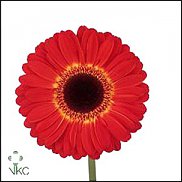 www.floristic.ru - . Gerbera - 