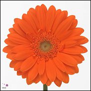 www.floristic.ru - . Gerbera - 