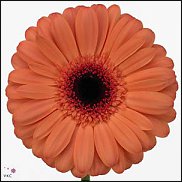 www.floristic.ru - . Gerbera - 