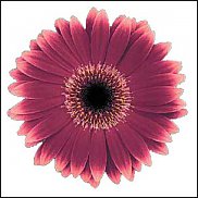 www.floristic.ru - . Gerbera - 