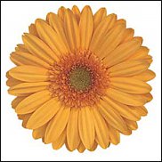 www.floristic.ru - . Gerbera - 