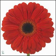 www.floristic.ru - . Gerbera - 