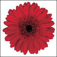 www.floristic.ru - . Gerbera - 